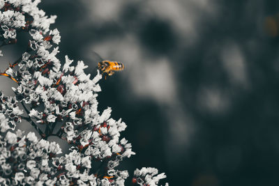 Close-up of bee on flower