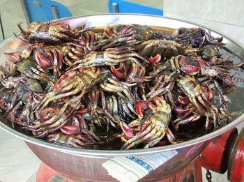 High angle view of fish in bowl