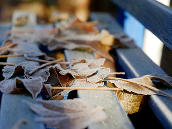 Close-up of frozen leaves on bench 