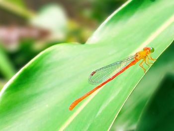Close-up of insect on leaf