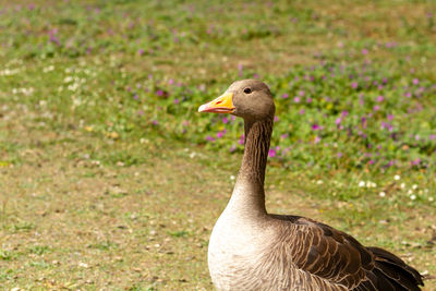 Close-up of bird on grass