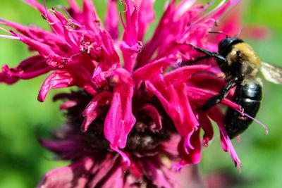 Close-up of insect on pink flower