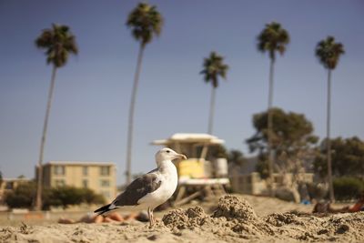 Seagull perching on rock against sky