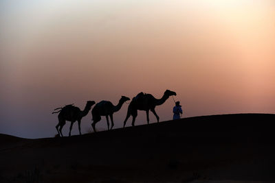 Silhouette person with camels walking on sand at desert against clear sky during sunset