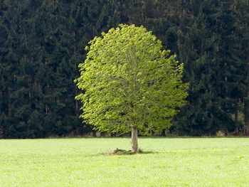 Scenic view of grassy field