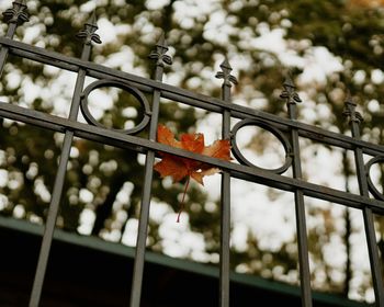 Close-up of autumn leaves on fence