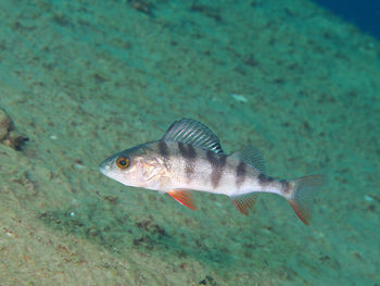 Close-up of fish swimming in lake