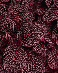 Full frame of purple leaves texture background.
