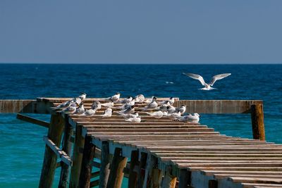 Seagulls flying over sea against sky