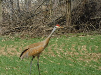 Side view of a bird on field