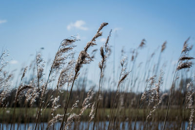 Close-up of stalks in field against sky