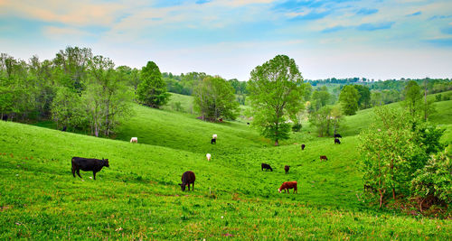 Flock of sheep on grassy field