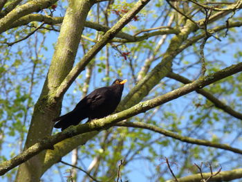 Low angle view of bird perching on tree against sky