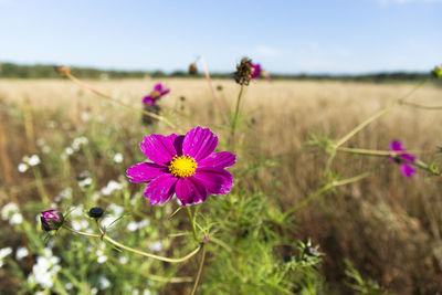 Close-up of fresh purple wildflowers blooming in field