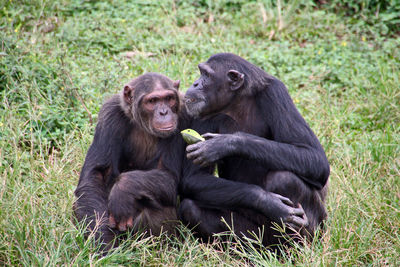 Chimpanzees couple sharing fruit