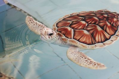 High angle view of turtle in sea