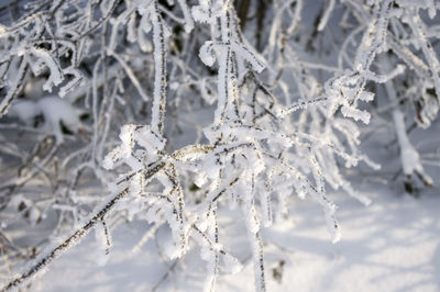 Close-up of white flowers on snow