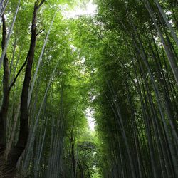 Low angle view of trees in forest