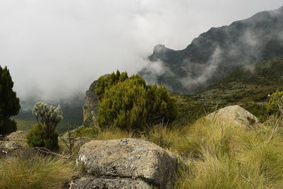 The foggy landscapes in the aberdare ranges on the flanks of mount kenya