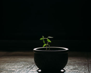 Close-up of potted plant on table