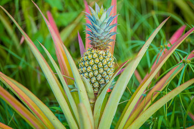 Close-up of plant growing on field