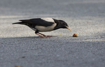 Side view of a bird