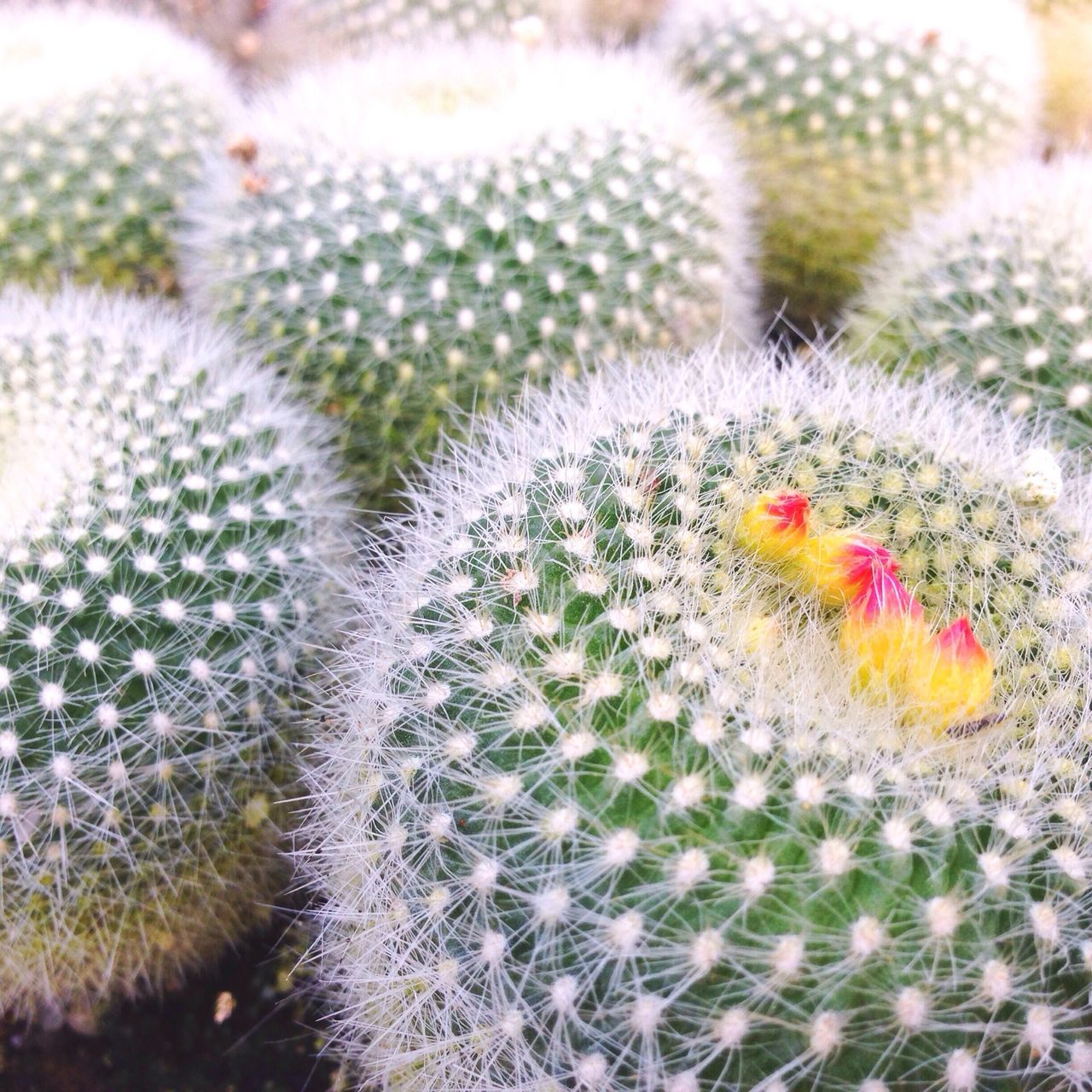 animal themes, animals in the wild, one animal, flower, close-up, wildlife, nature, beauty in nature, focus on foreground, fragility, plant, growth, insect, spiked, red, selective focus, day, no people, outdoors, high angle view