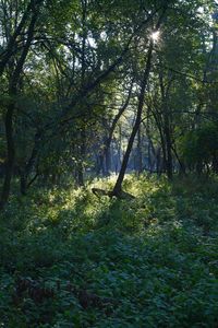 Sunlight streaming through trees in forest