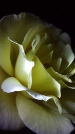 Close-up of white flowers