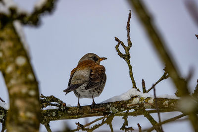 Low angle view of bird perching on branch