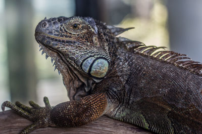 Close-up of a lizard