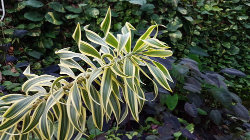 Close-up of plants