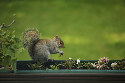 Close-up of squirrel