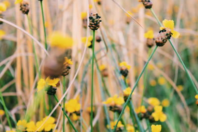 Close-up of yellow flowering plant