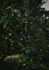 View of fruits growing on tree