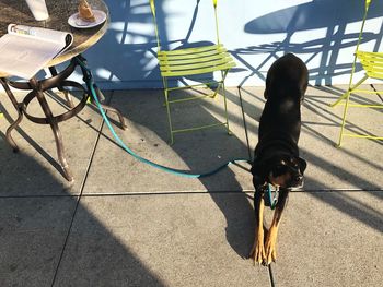 High angle view of dog on street