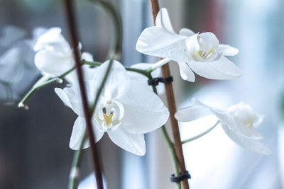 Close-up of white orchids blooming