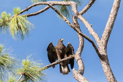 Low angle view of eagle perching on tree against sky