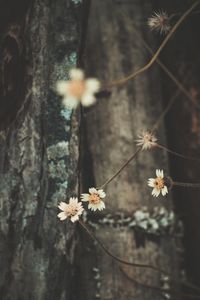 Close-up of flowering plant against tree