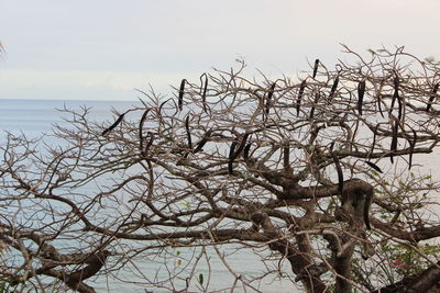 Bare tree by sea against sky