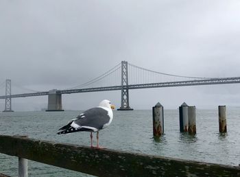 Seagull perching on wooden post