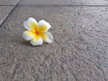 High angle view of white and yellow flowering plant