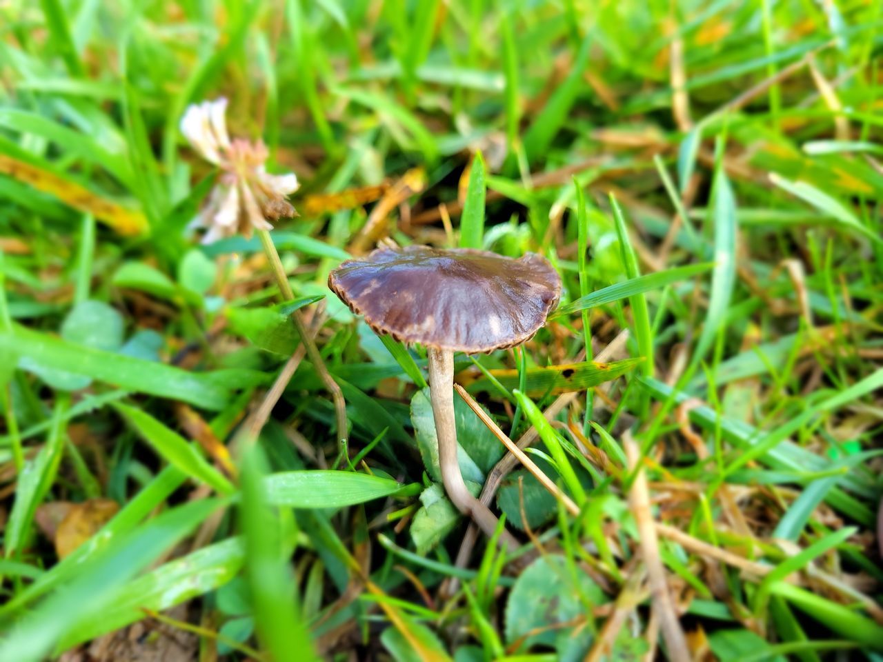 CLOSE-UP OF MUSHROOM GROWING IN FIELD