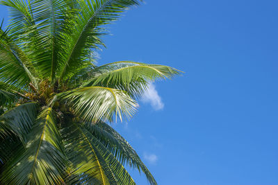 Low angle view of palm tree against blue sky