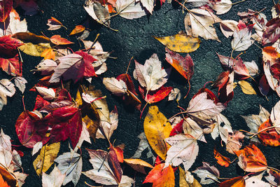 Close-up of autumn leaves