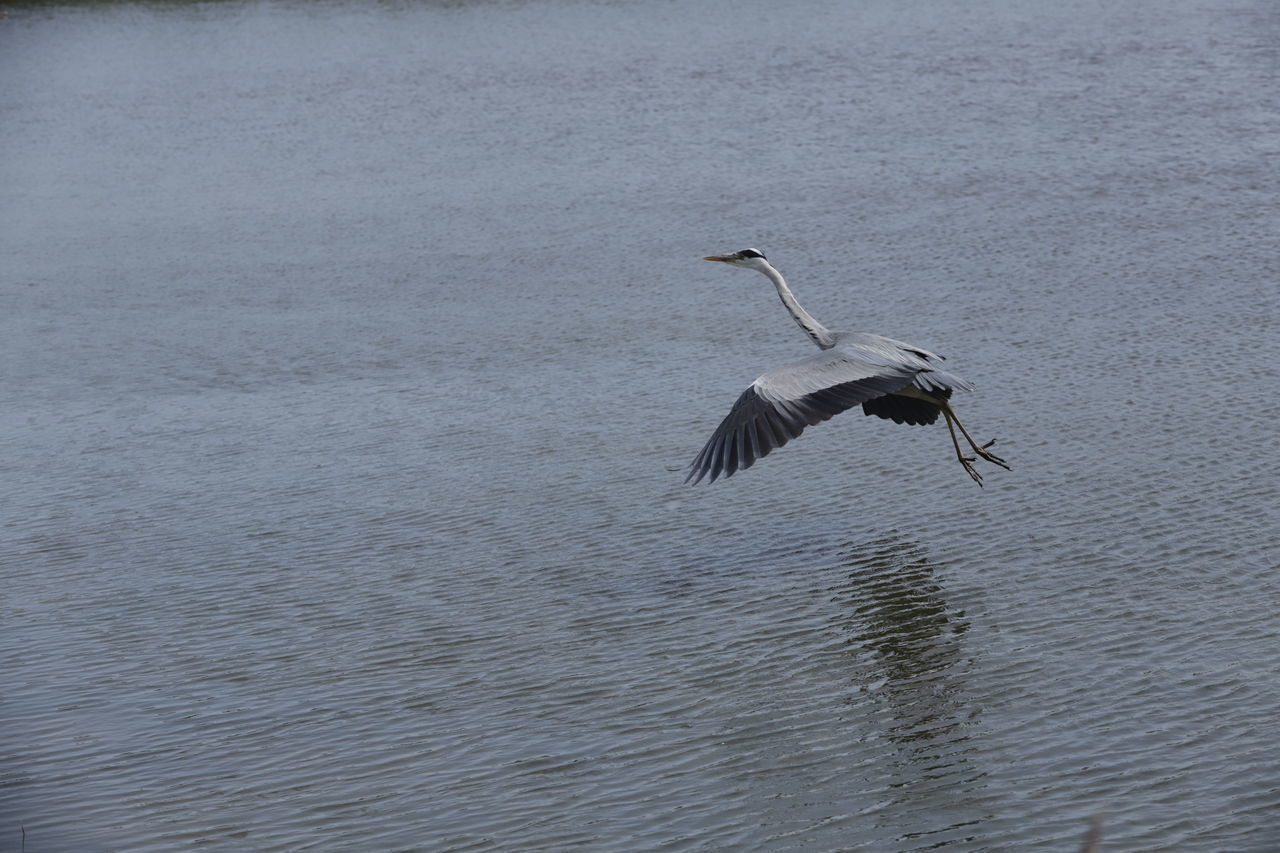 HERON FLYING OVER LAKE