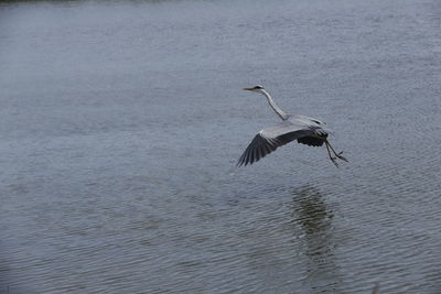 High angle view of gray heron flying over lake