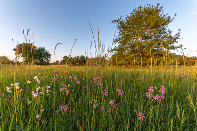 Scenic view of field against clear sky