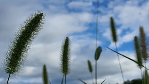 Low angle view of stalks against sky