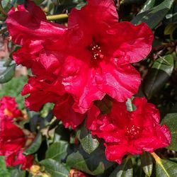 Close-up of wet red roses blooming outdoors